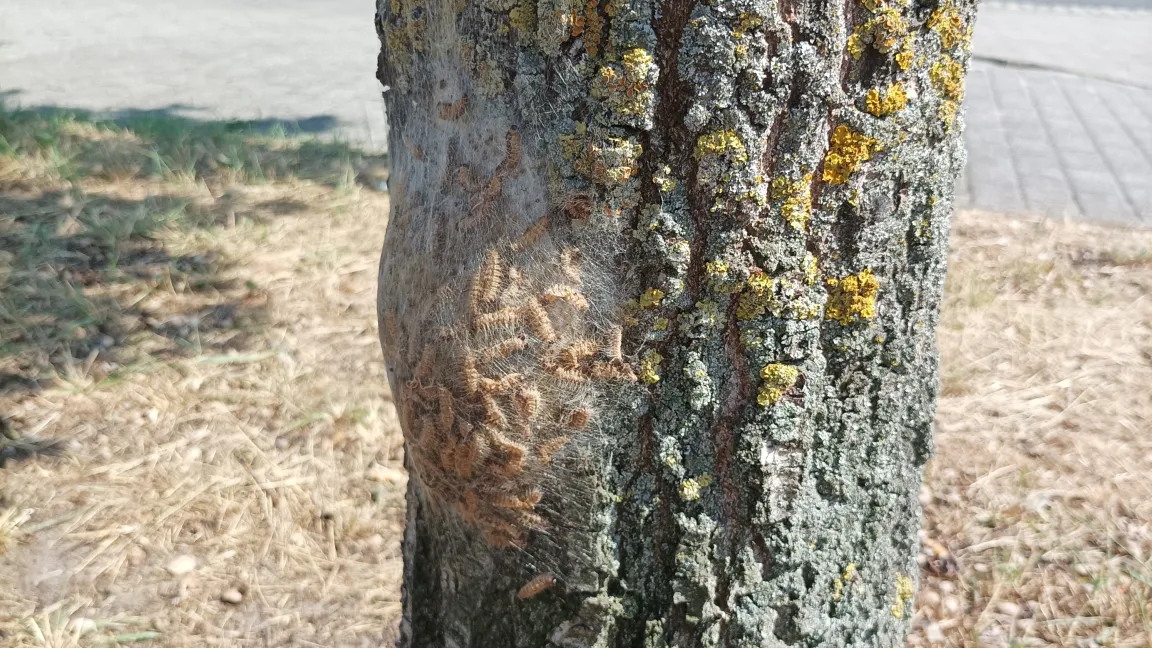Raupen des Eichenprozessionsspinners in einem Nest am Stamm einer Eiche. Im Gegensatz zu den Gespinstmotten und -blattwespen können sie starke Gesundheitsprobleme hervorrufen.