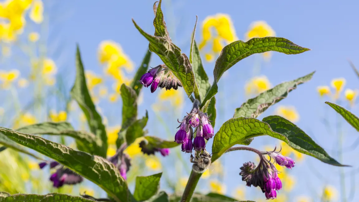 Im Namen der Jury des Naturheilvereins NHV Theophrastus gab Konrad Jungnickel am 2. Juni 2026 auf dem Heilkräuter-Fachsymposium bekannt, dass der Echte Beinwell als „Heilpflanze des Jahres 2027“ gekürt wurde. Er sorgt unter anderem für Schmerzlinderung und rasche Wundheilung, schützt außerdem vor Entzündungen.