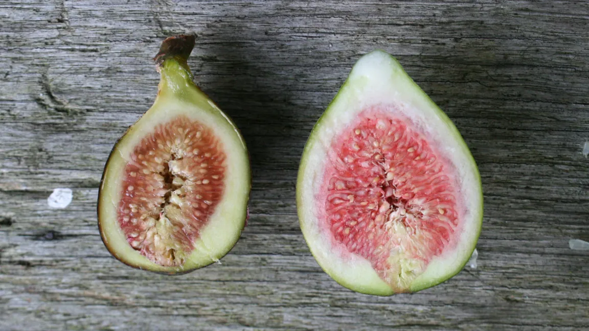 Die Blüten der Feigen stehen im Inneren des Fruchtstands und sind von außen nicht erkennbar.
