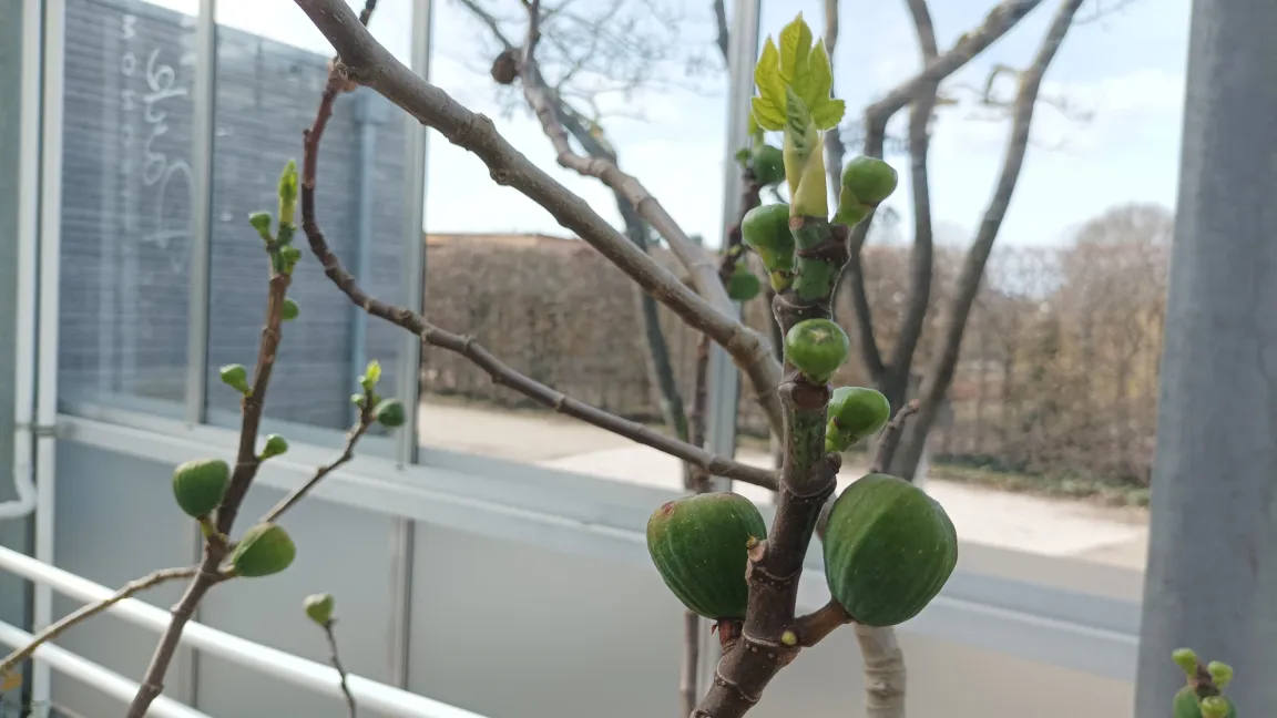 Im Frühjahr zeigen sich kurz vor dem Austrieb der Blätter die Fruchtstände der Sommerfeigen.