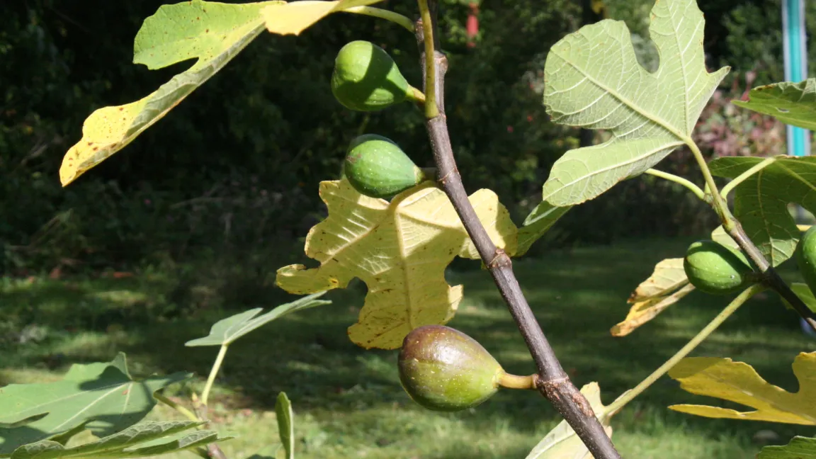 Die älteren Herbstfeigenfrüchte (unten) reifen aus, aber die jüngeren (oben) bleiben im mitteleuropäischen Klima oft klein, unreif und verfaulen oder erfrieren.