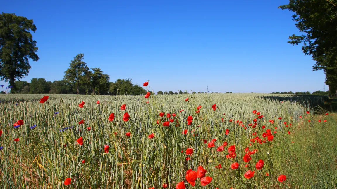 Klatschmohn und Kornblume gehörten zu den häufiger genannten Arten, weitere Wildkräuter wurden jedoch deutlich seltener genannt.&nbsp;