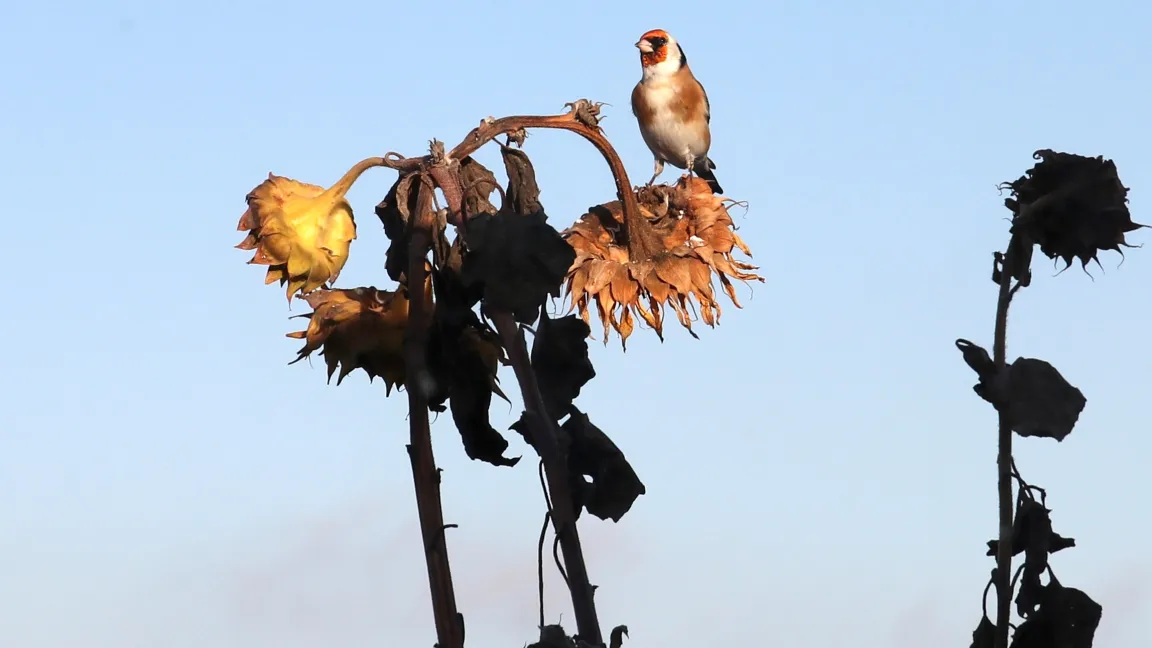 Bei den Wildvögeln wurden regional durchaus nicht seltene Arten wie der Distelfink kaum genannt.