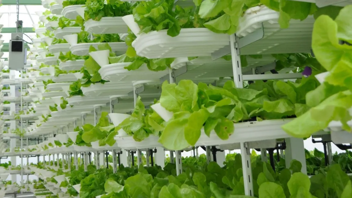 Vertical Farm mit Salat: Bisher gedeihen in solchen Anlagen vor allem kompakte Blattgemüse – durch Genomeditierung könnten künftig auch fruchttragende Pflanzen wie Tomaten für dieses System nutzbar gemacht werden.