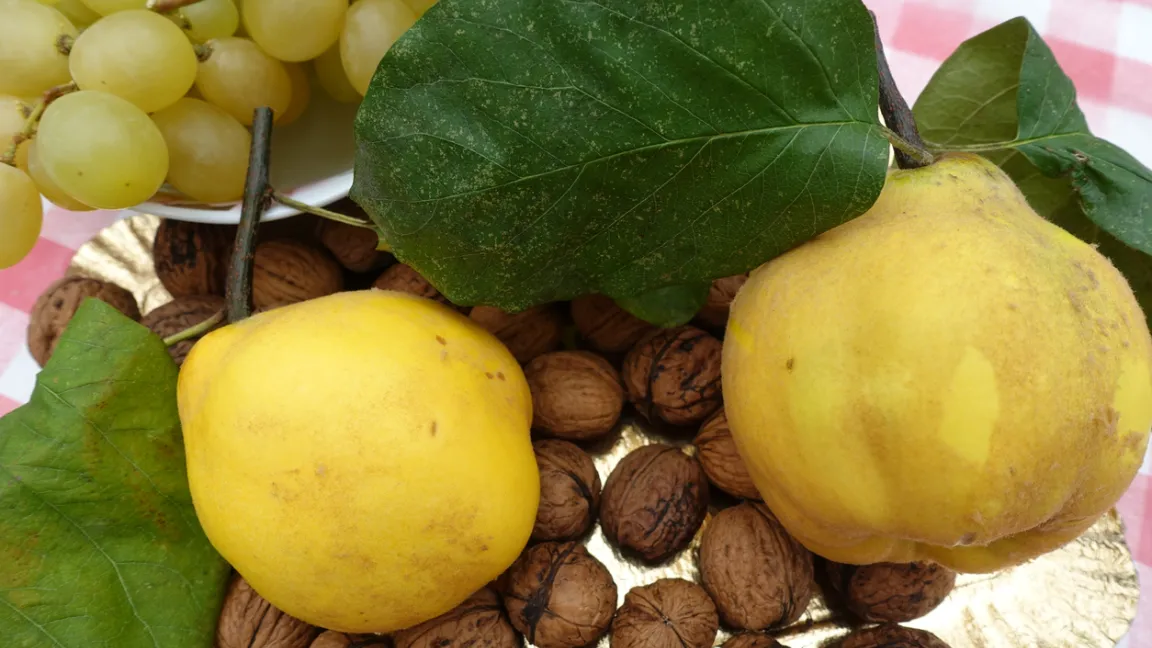 Später im Herbst können noch Weintrauben, Quitten und Nüsse im Obstgarten geerntet werden.