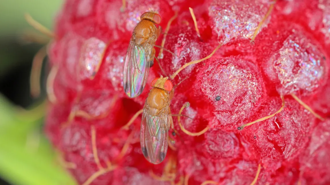 Kirschessigfliegen befallen fast alle Beeren und weichschaliges Obst.