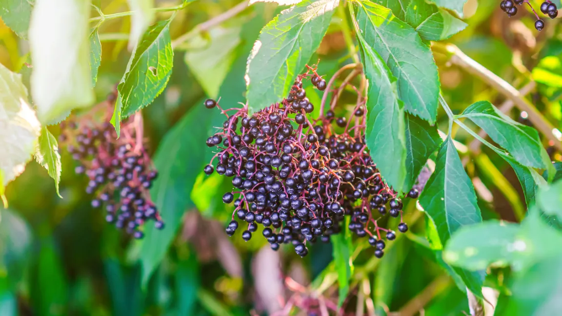 Im Spätsommer ist Erntezeit für Holunderbeeren.