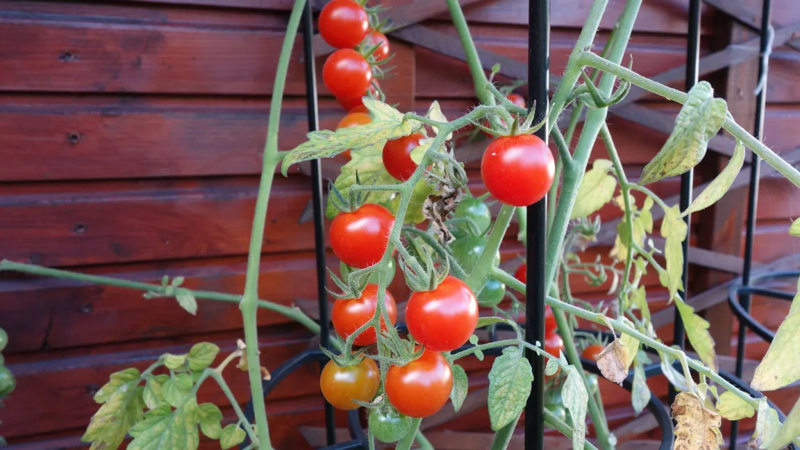Für das Vertikal Farming müssen nicht nur Tomaten, sondern auch die Tomatenpflanze klein und kompakt sein.&nbsp;