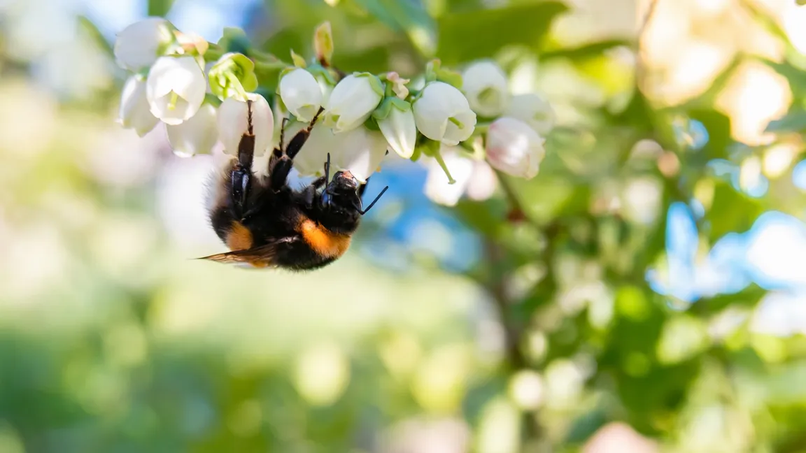 Hummeln und andere Insekten lieben den Nektar von Heidelbeerblüten.