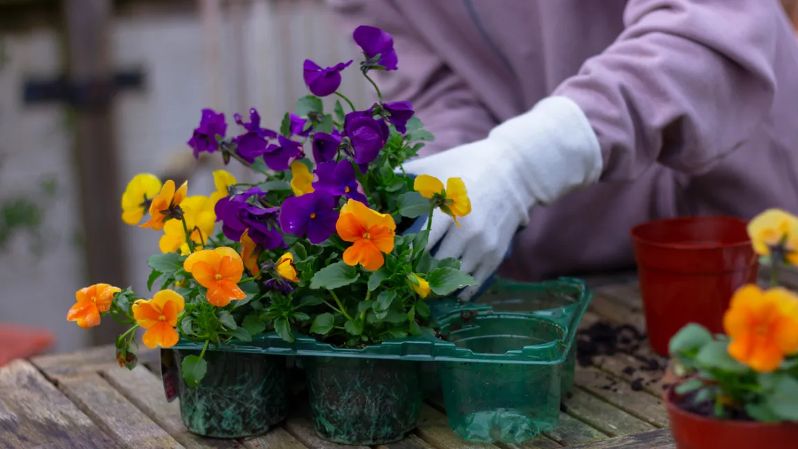 Wer Stiefmütterchen im Herbst pflanzt, kann sich noch wochenlang über die farbenfrohen Blüten freuen.