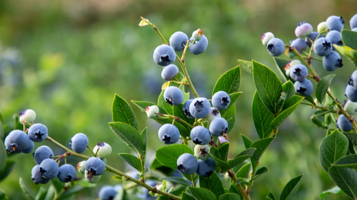 Wer gerne Blaubeeren isst, pflanzt sie am besten im Garten.