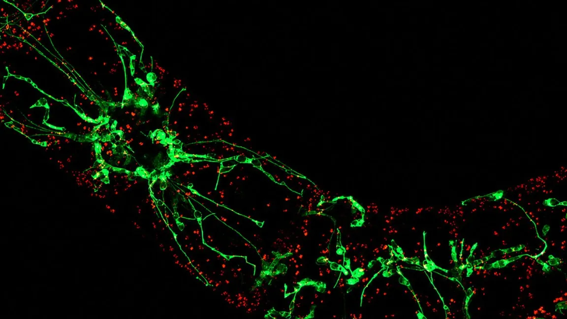 Pflanzen zeigen der Hitze den „Finger“: Geraten Pflanzen durch hohe Temperaturen oder Trockenheit in Stress, bilden sich im Innern der Zellen Ausstülpungen, die Schutzprogramme auslösen.