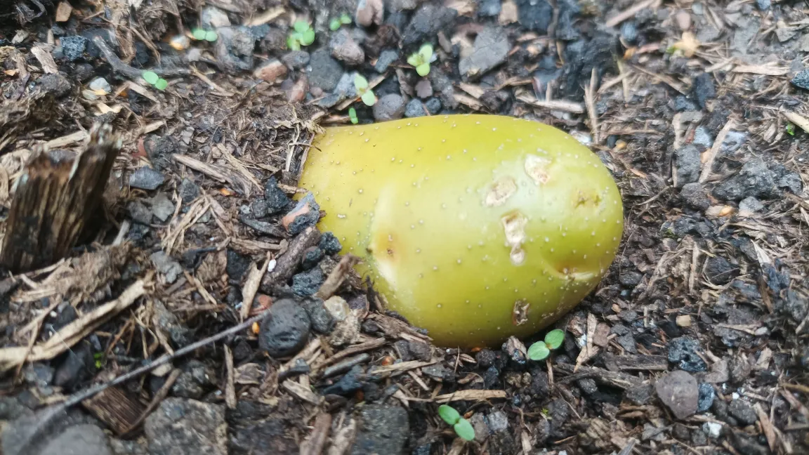 Erreicht Sonnenlicht die Kartoffelknollen, werden sie grün und bilden erhöhte Mengen an Solanin, sodass sie nicht mehr verzehrt werden sollten.