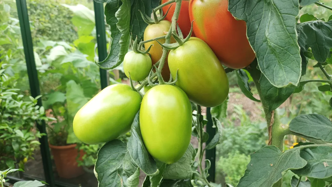 Auch unreife, grüne Tomaten erhalten etwas erhöhte Mengen an Solanin, in begrenzten Mengen können sie aber verzehrt werden.