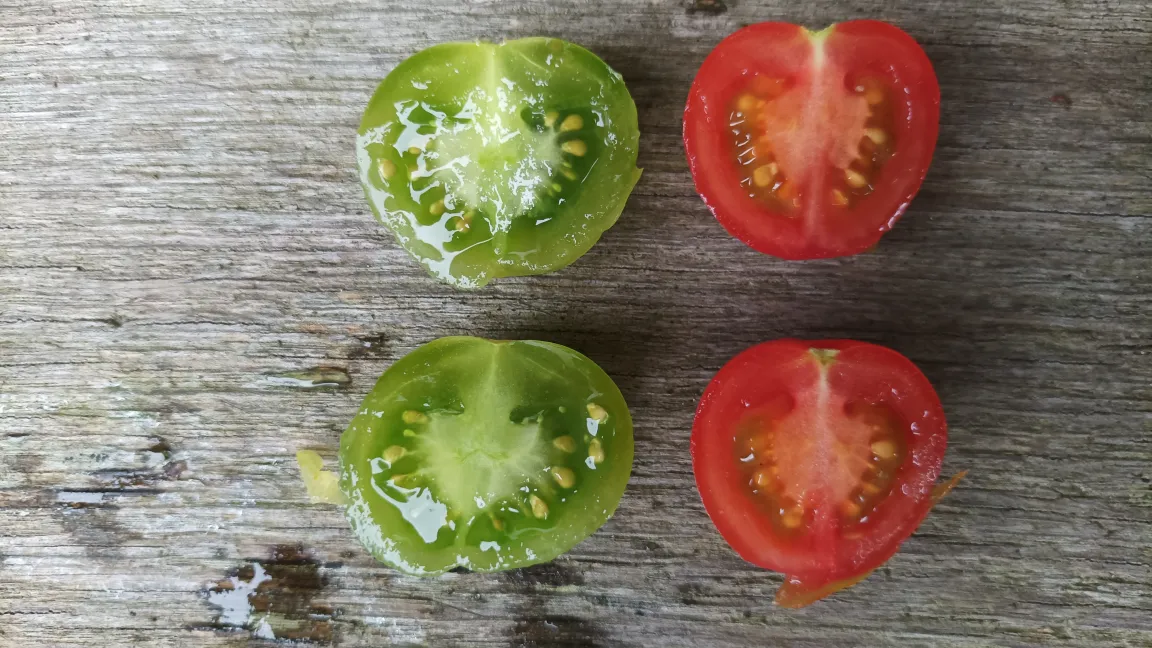 Manche Tomatensorten behalten ihre grüne Farbe auch wenn sie reif sind (links), der Solanin-Gehalt nimmt aber stark ab.