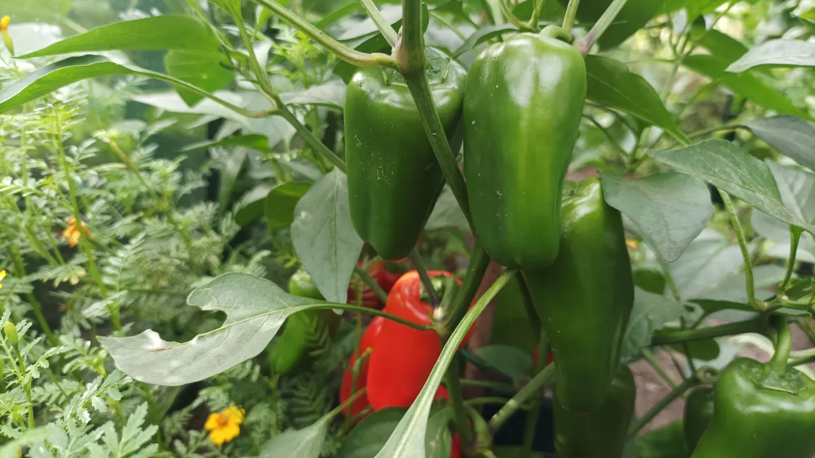 Peperoni, Paprika und Chili-Früchte enthalten nur sehr wenig Solanin.