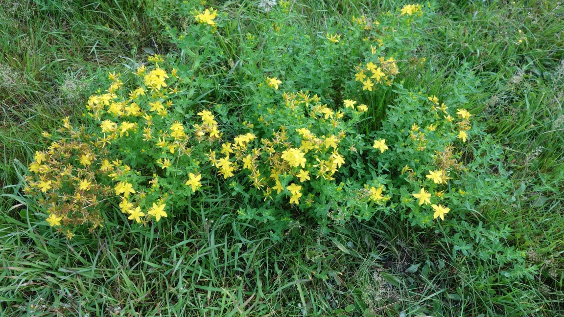 Aus den Blüten des Johanniskrauts wird unter anderem das hautberuhigende Johannisöl gewonnen.