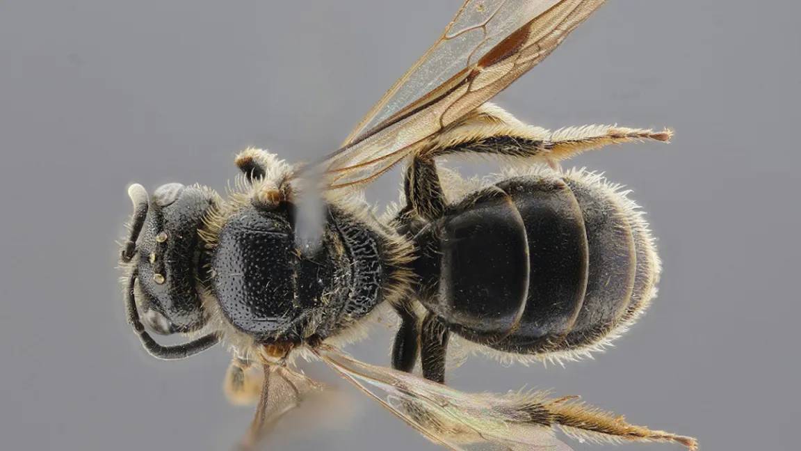 Die Runzelwangige Schmalbiene (Lasioglossum puncticolle) ist eine von drei Wildbienenarten, die neu in Niedersachsen vorkommen und für die das JKI den Erstnachweis erbracht hat.