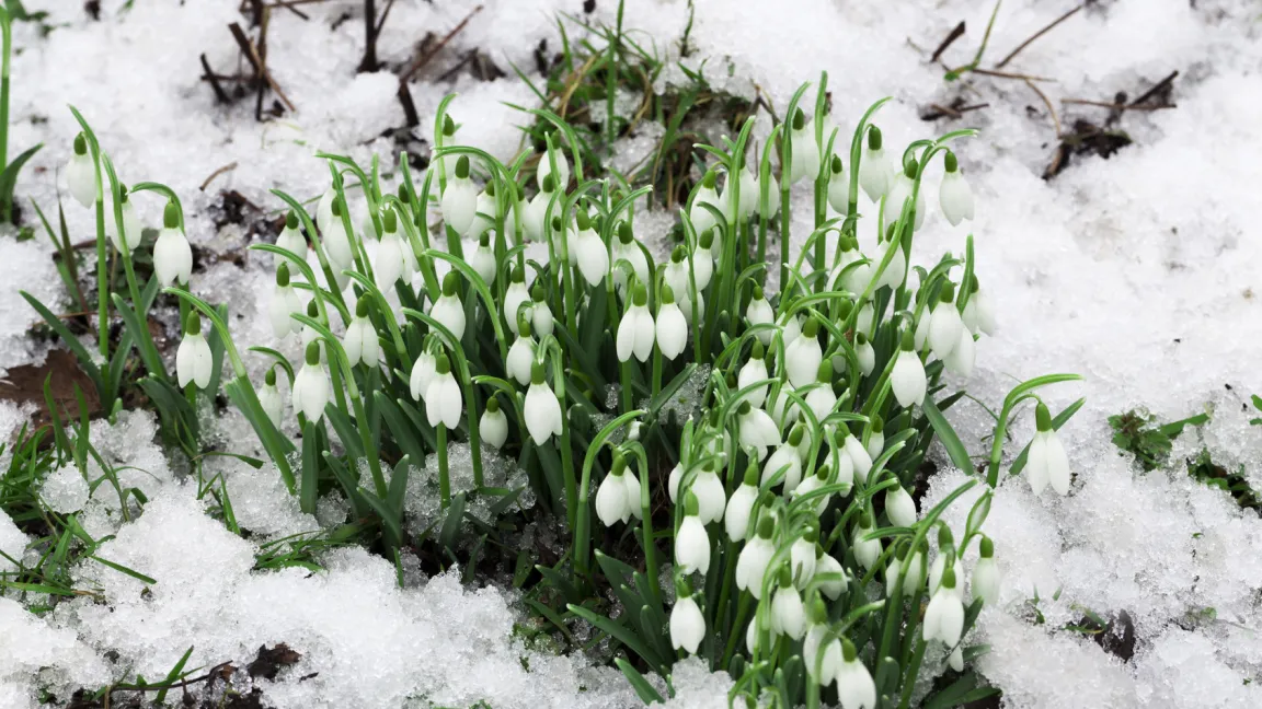 Schneeglöckchen gehören zu den ersten Frühlingsboten und kündigen den Vorfrühling an. Wie der Name schon sagt, blühen sie schon, wenn manchmal auch noch Schnee fällt.