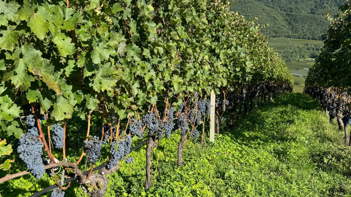 Die extreme Sommerwitterung hat den Winzern vor allem gesunde Trauben und einen sehr frühen Beginn der Hauptlese beschert.