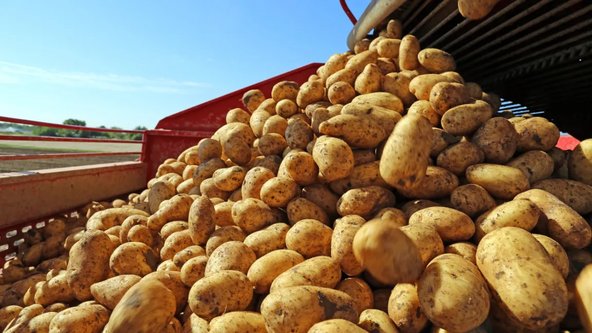 Gute Kartoffelerträge gab es nur in Regionen mit ausreichendem Niederschlag oder auf Feldern mit Beregnungsmöglichkeit.