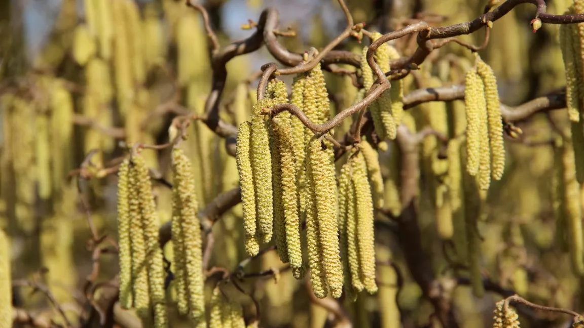 Die Haselnussblüte zeigt in der Phänologie den Vorfrühling an.