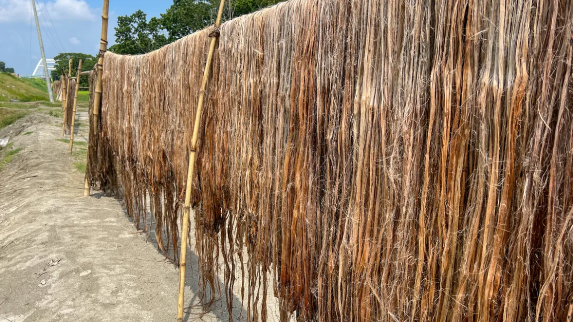 Nach dem Rösten werden Jutefasern getrocknet. Aufgrund der Farbe nennt man sie in den Anbauländern die goldene Faser.