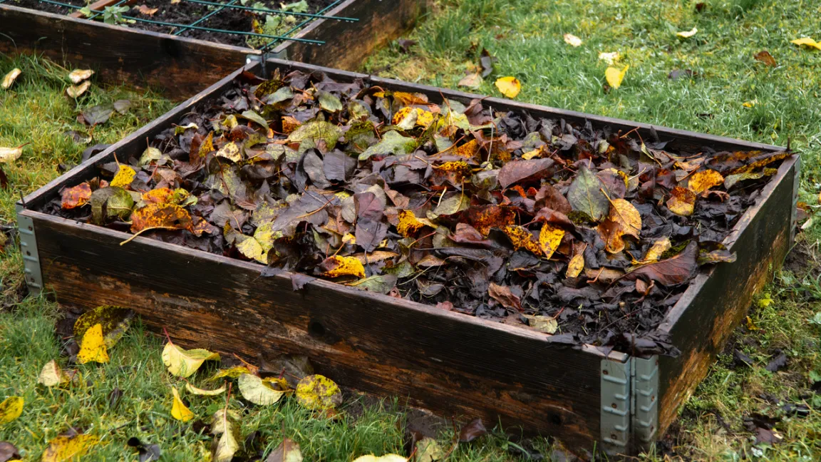Herbstlaub bildet eine schützende Decke für das Gemüsebeet und hält es länger feucht.