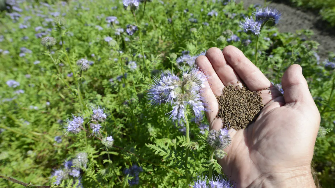 Phacelia eignet sich als Gründüngung und schützt den Boden über den Winter.