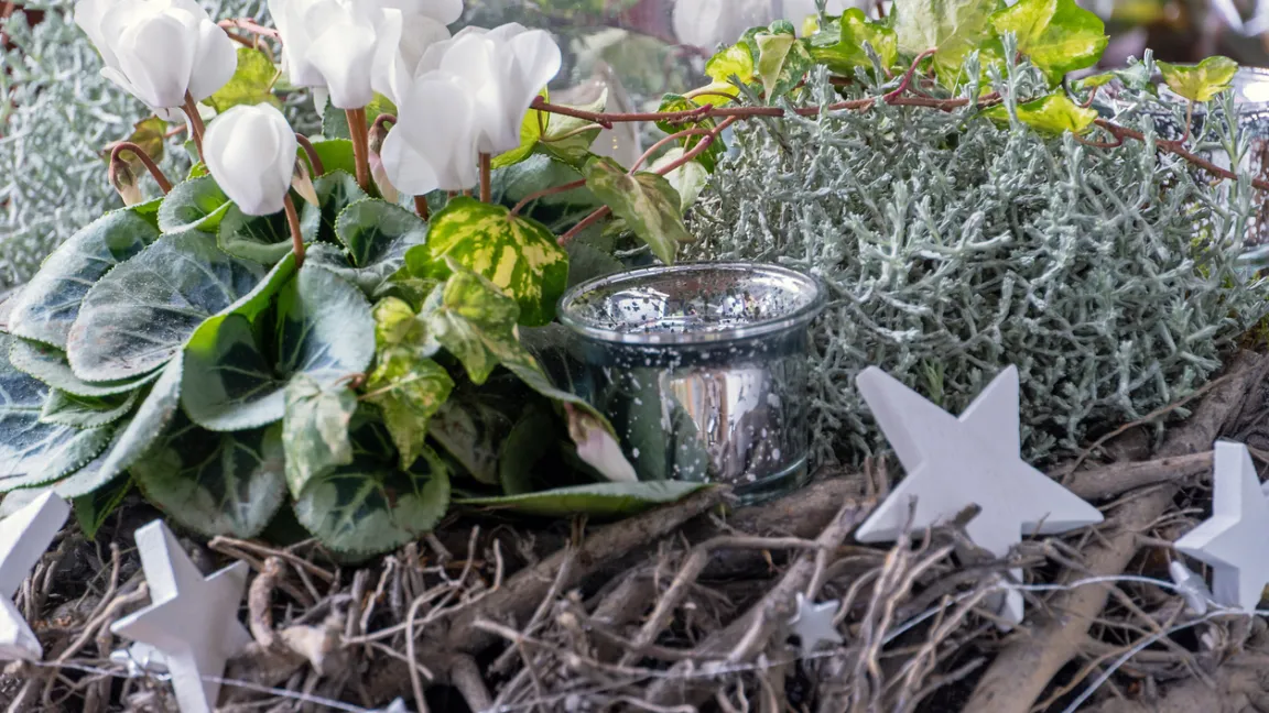 Alpenveilchen im weihnachtlichen Arrangement. Foto: iStock