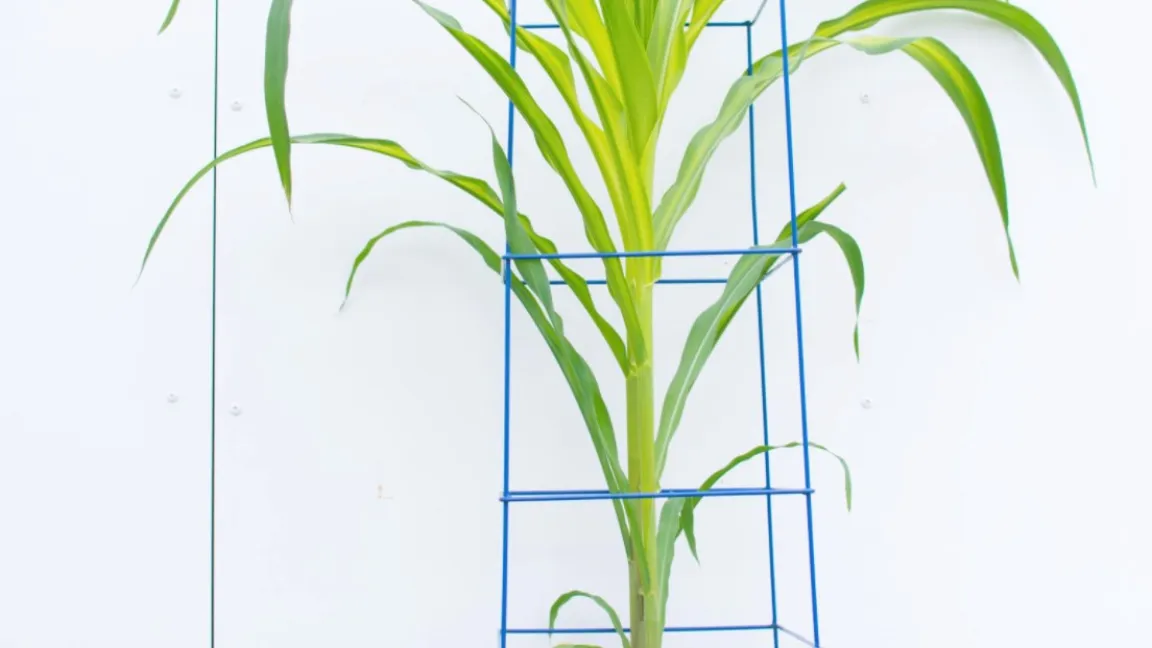 Durch Glasscheiben an den Seiten der Pflanzbehälter kann das Wurzelwachstum dokumentiert werden. Foto: N. Tyborski, Universität Bayreuth