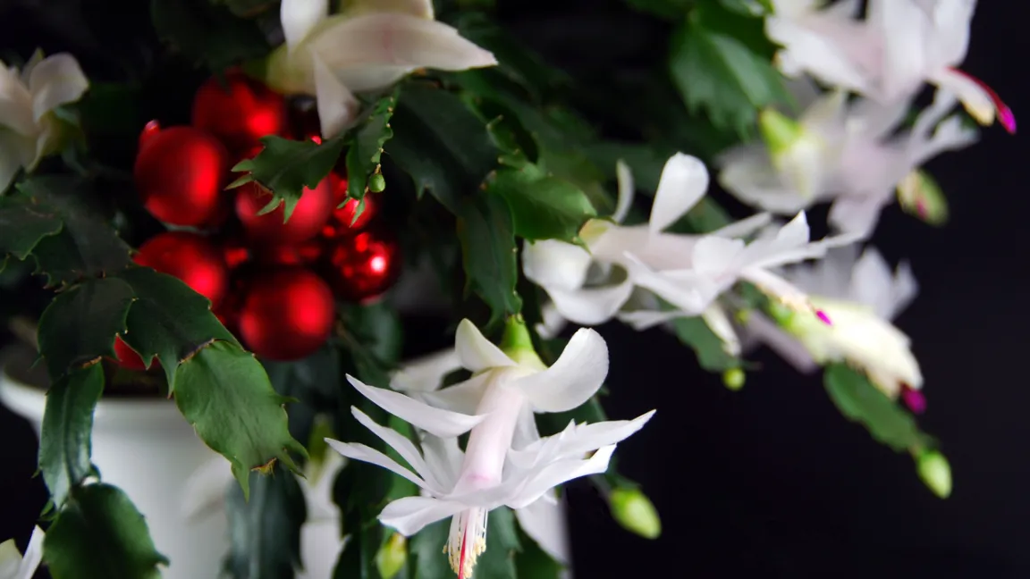 Der Weihnachtskaktus blüht im Advent. Foto: iStock
