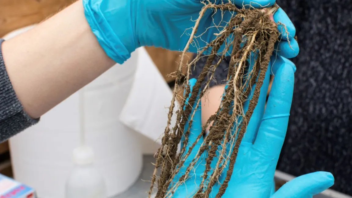 Im Forschungsprojekt „RhizoTraits“ sollen die Wechselwirkungen rund um Pflanzenwurzeln genauer erforscht werden. Foto: N. Tyborski, Universität Bayreuth