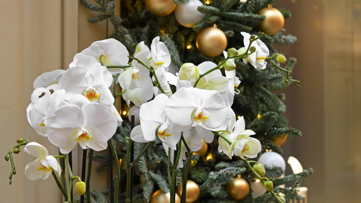 Auch viele Orchideen sind Winterblüher. Foto: iStock