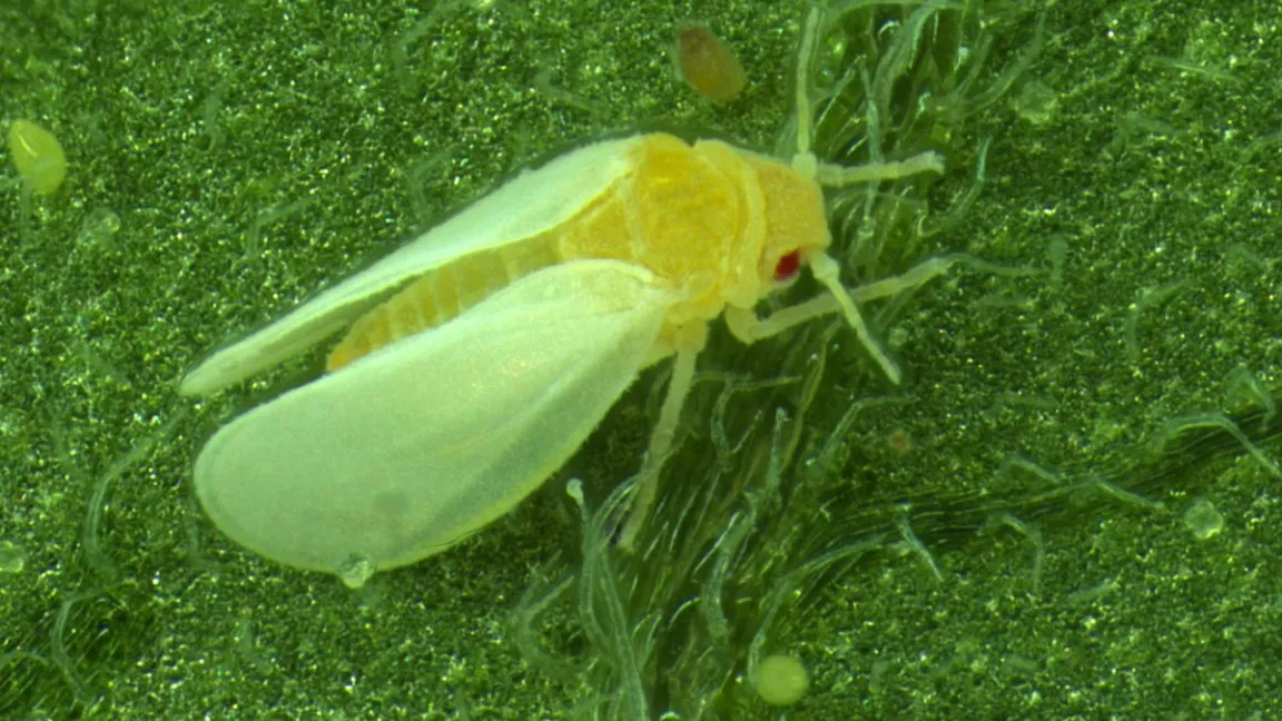 Die Weiße Fliege ist ein gefürchtetes Schadinsekt. Sie ernährt sich vom Pflanzensaft und kann dabei mehr als 60 verschiedene Viruskrankheiten übertragen, was zu großen Ernteverlusten führen kann. Foto: Jixing Xia, Zhaojiang Guo