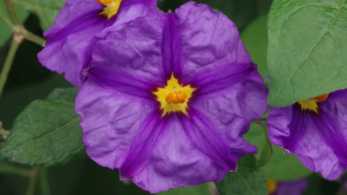 Nominiert in der Kategorie „Zimmer-/Kübelpflanzen“: Enzianstrauch. Foto: Helge Masch