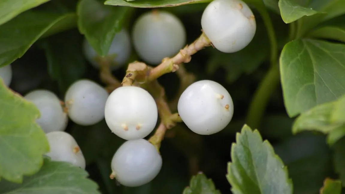 Nominiert in der Kategorie „Stauden“: Dickmännchen. Foto: Helge Masch
