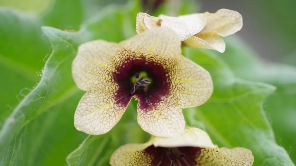 Nominiert in der Kategorie „Einjährige Pflanze“: Schwarzes Bilsenkraut. Foto: Helge Masch