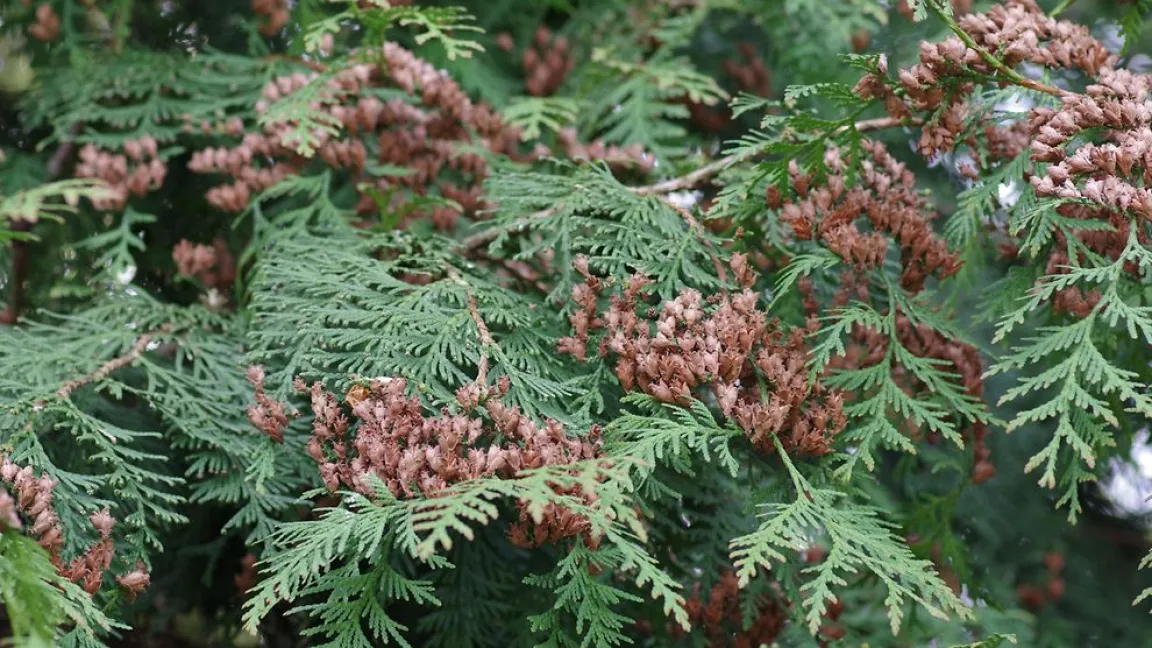 Nominiert in der Kategorie „Gehölze“: Lebensbaum. Foto: Helge Masch