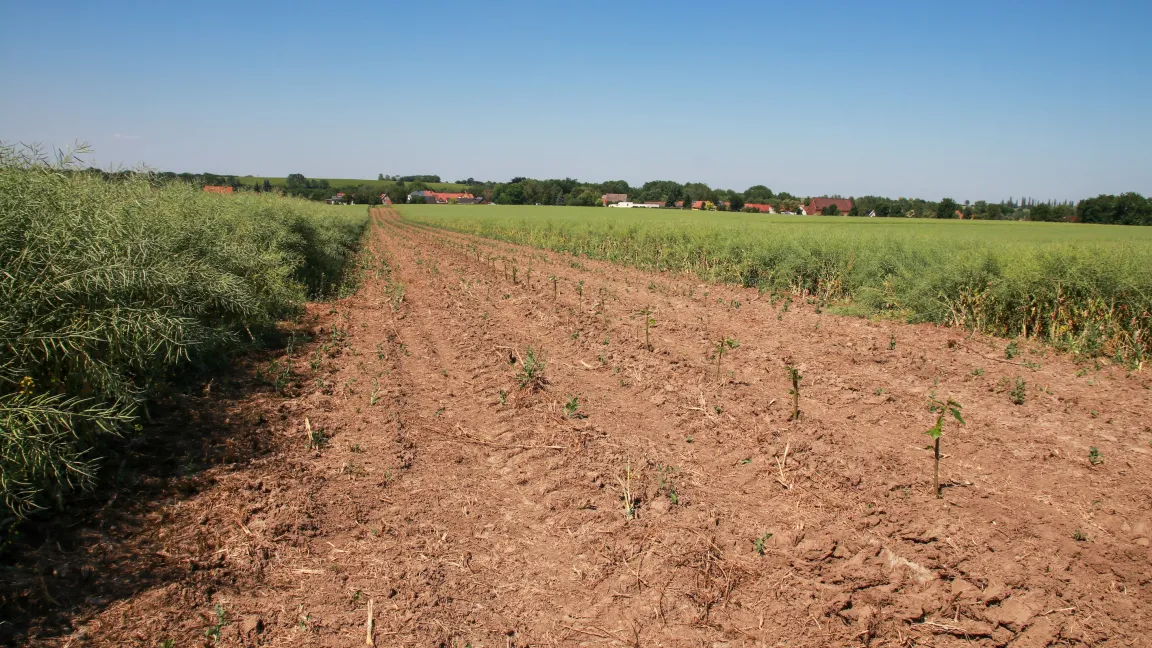 Frisch gepflanzte Agroforstanlage auf dem Betrieb Uherek. Foto: Catrin Hahn