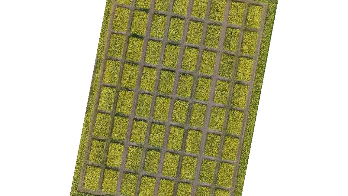 Orthophotomosaik des JKI-Rapsversuchs auf Testfeld, aufgezeichnet mit DJI Mavic 2 Enterprise Dual (18.05.21) in abgehender Blüte (BBCH67). Foto: Voigt & Krieger/JKI