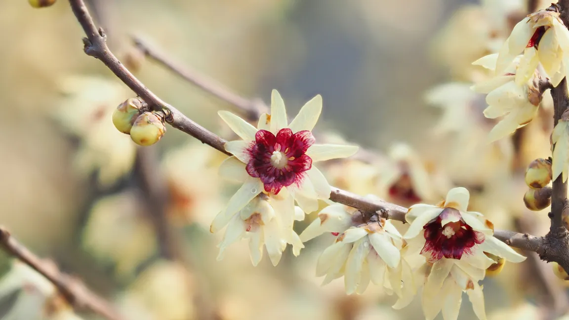 Die Wildart hat helle Blüten mit dunkelroten Innenblättern. Foto: iStock