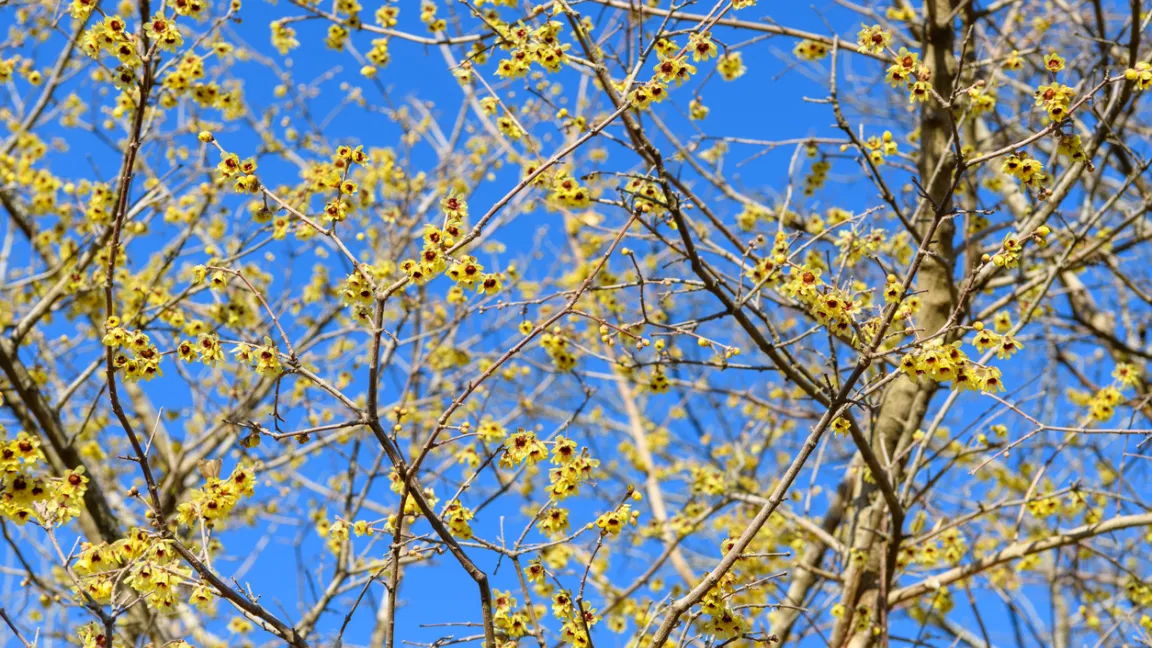 Sonnige Lichtblicke mitten im Winter. Foto: iStock