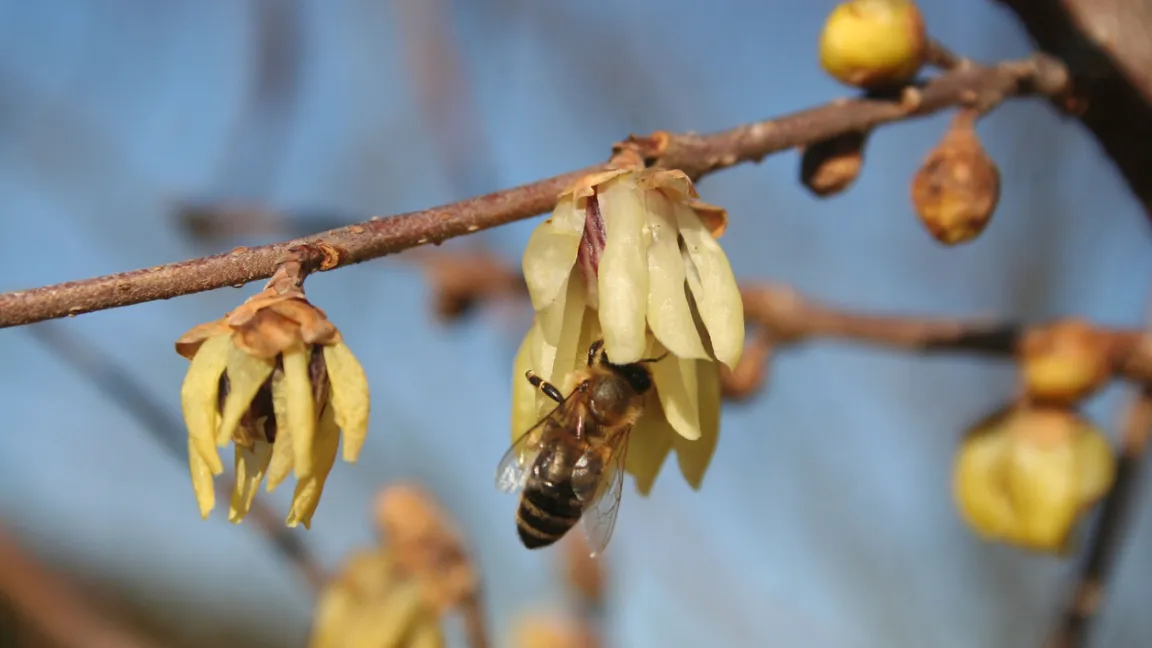 Für Bestäuber wie Bienen ist die Winterblüte eine willkommene Futterquelle. Foto: iStock