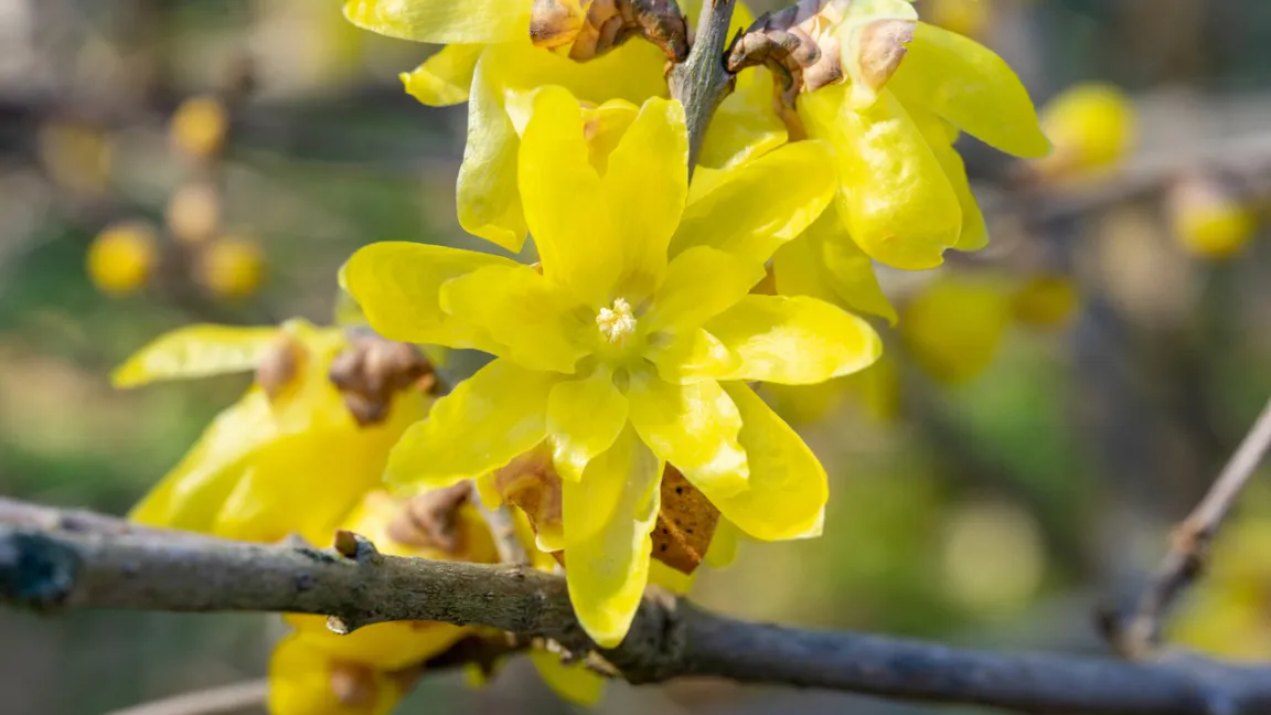 Durch Züchtung sind kräftig gelb blühende Sorten entstanden. Foto: iStock