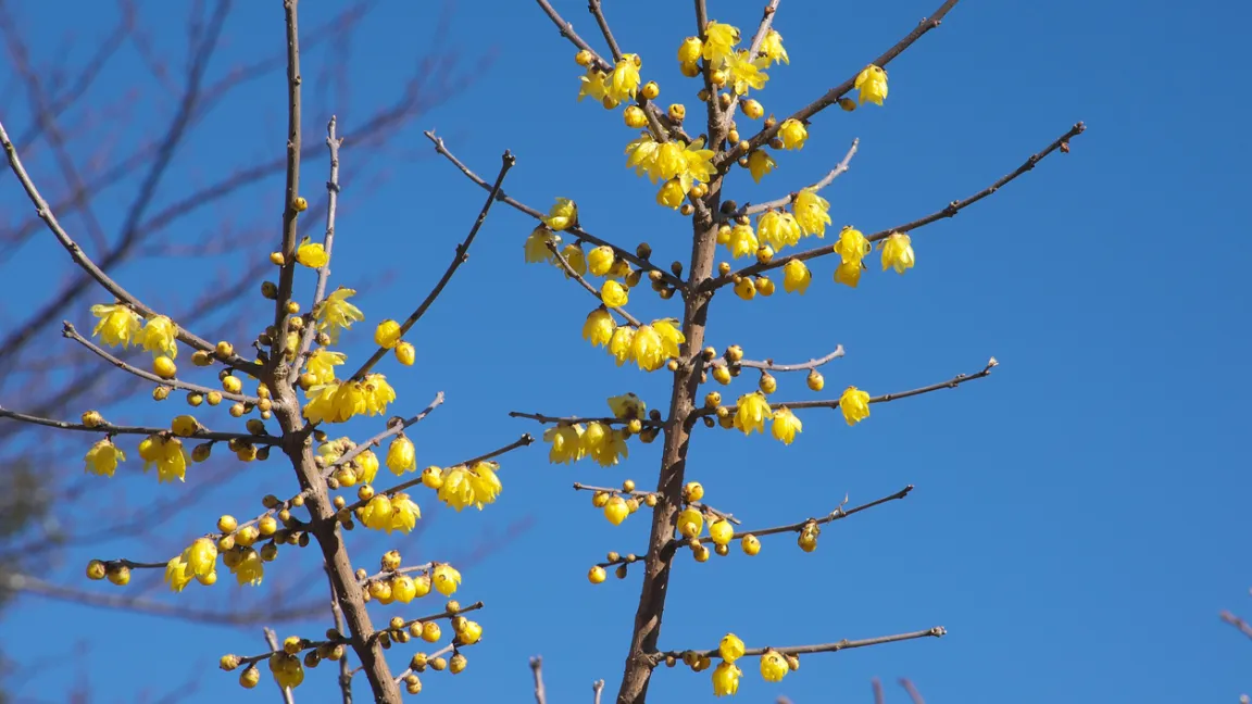 Der Zierstrauch wächst aufrecht und leicht sparrig. Foto: iStock