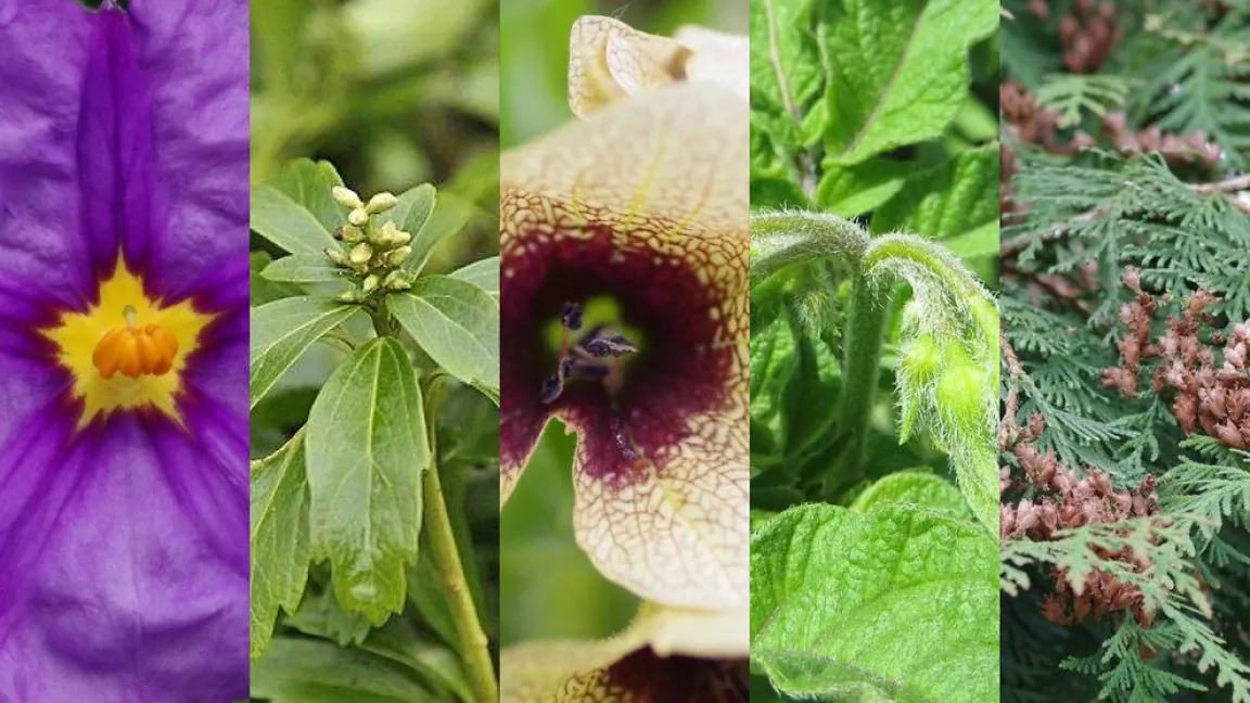 Die diesjährigen Nominierten im Überblick. Foto: Helge Masch
