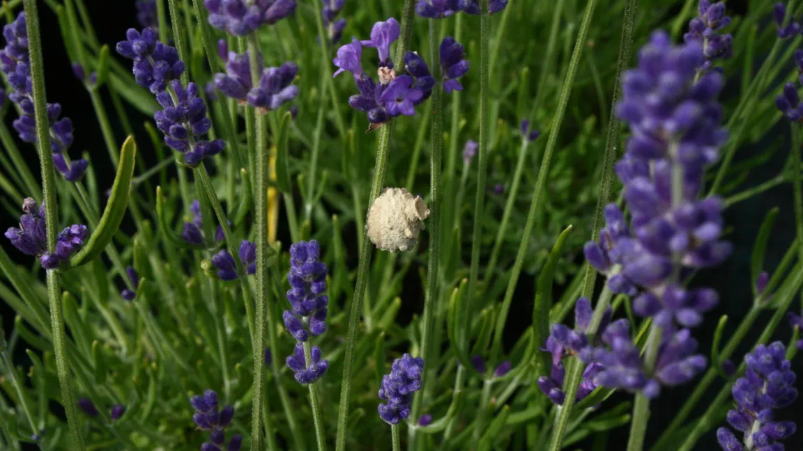 Nest einer Töpferwespe an Lavendel, einer Gartenpflanze, die aus dem Mittelmeerraum stammt. Foto: Heinrich Beltz