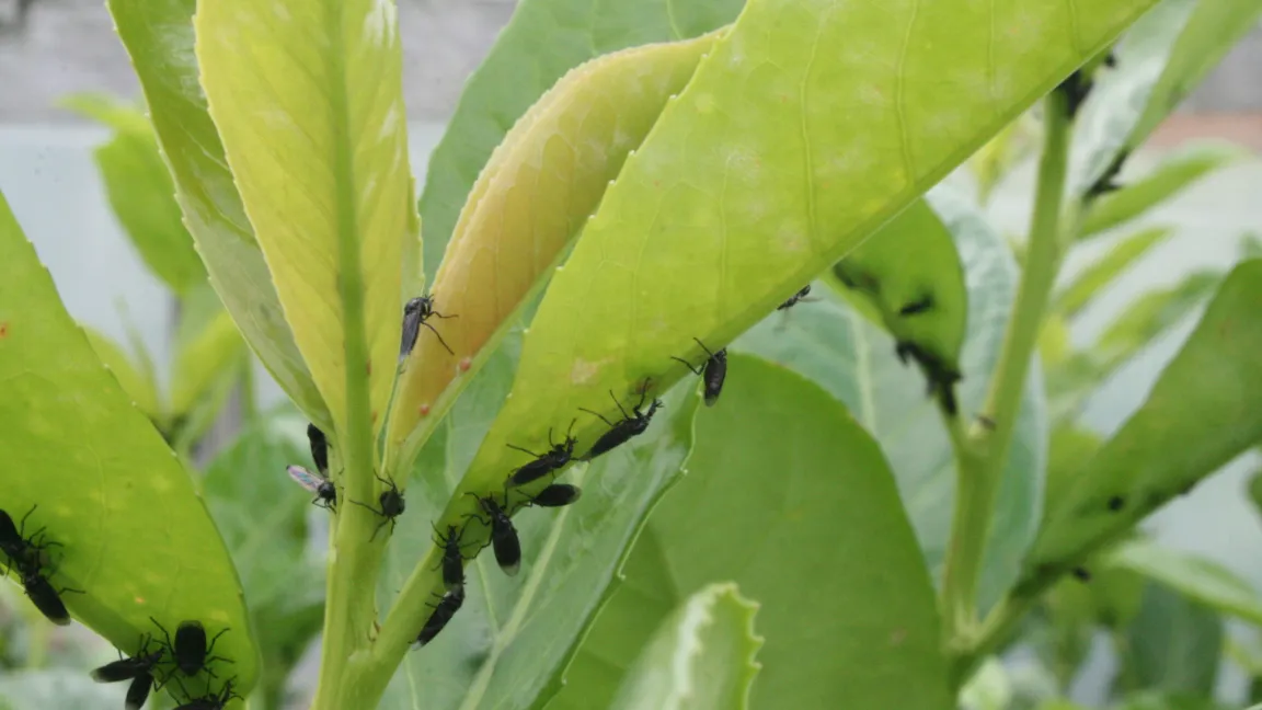 Reger Insektenbesuch an den Nektardrüsen von Blättern des Kirschlorbeers, der aus Südosteuropa stammt. Foto: Heinrich Beltz