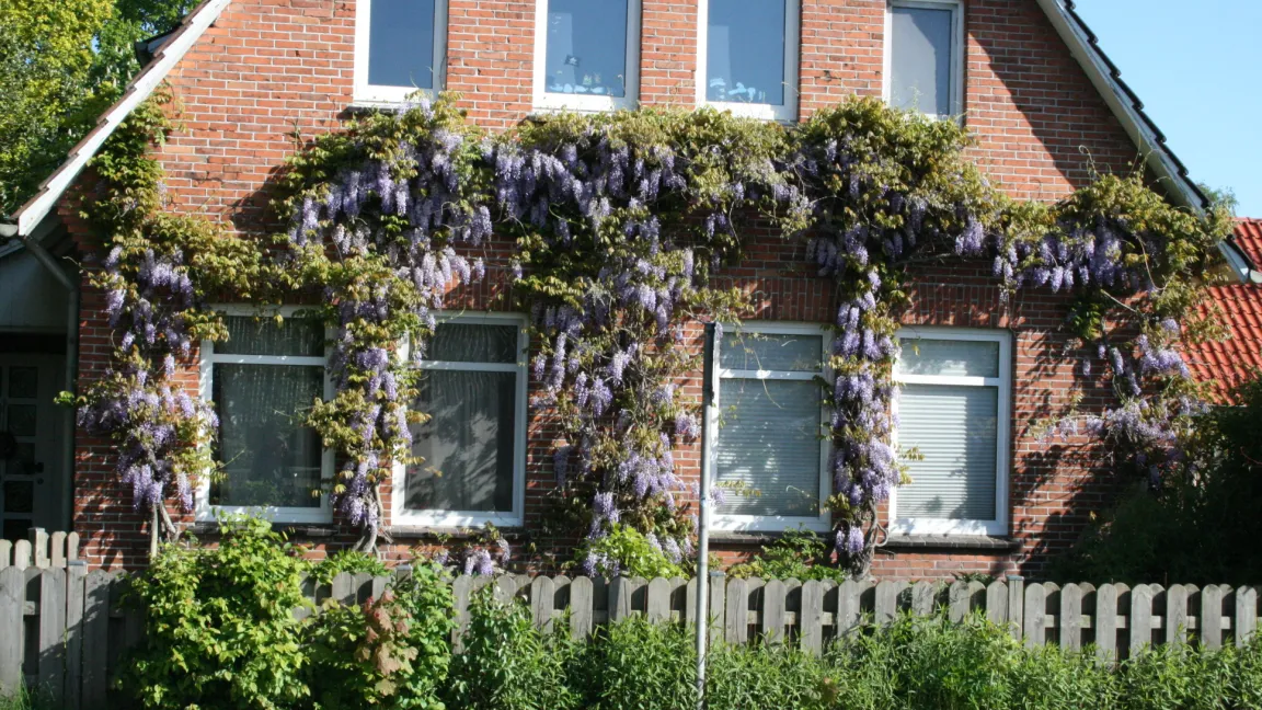 Wandbegrünung mit Blauregen, einem "Exoten" aus Ostasien. Foto: Heinrich Beltz